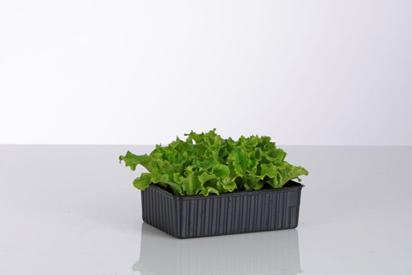 Bio Lollo Salat grün