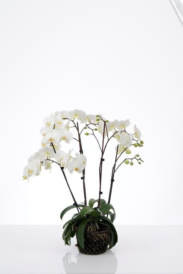 Orchideen im Korb