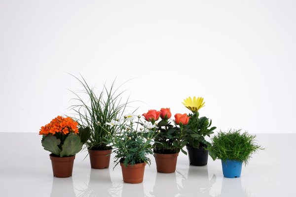 Mini Pflanzen diverse