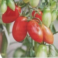 Dattel-Tomate Trilly F1