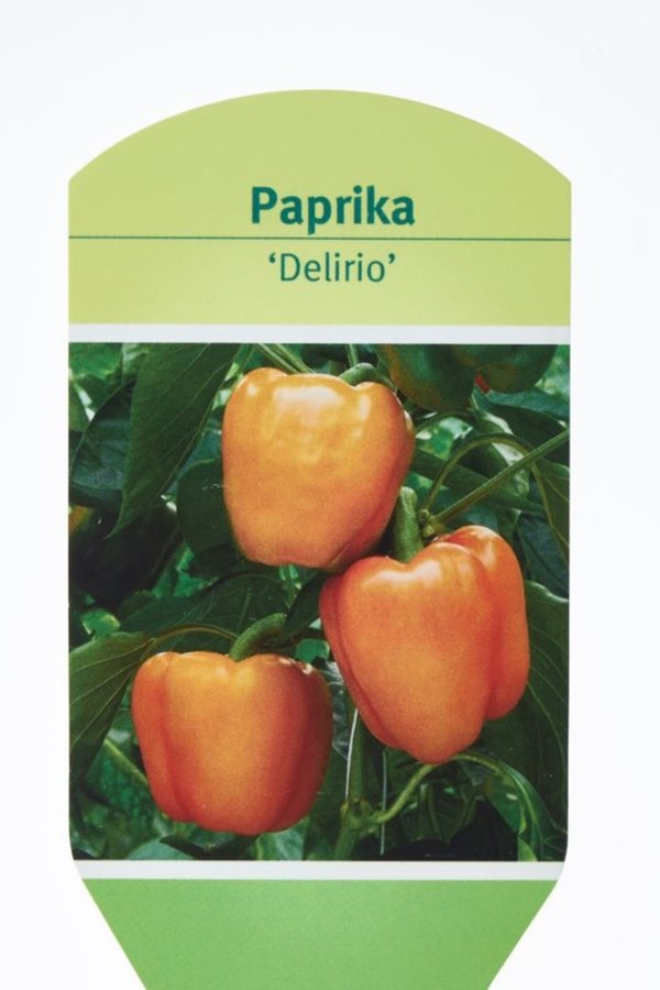 Paprika Delirio