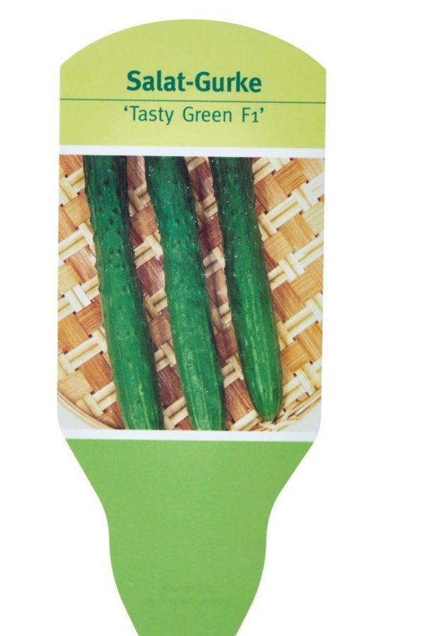 Salatgurke Tasy Green