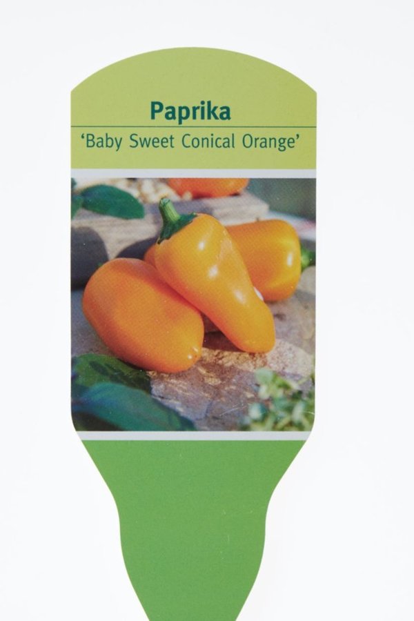 Parika Baby Sweet Concial Orange