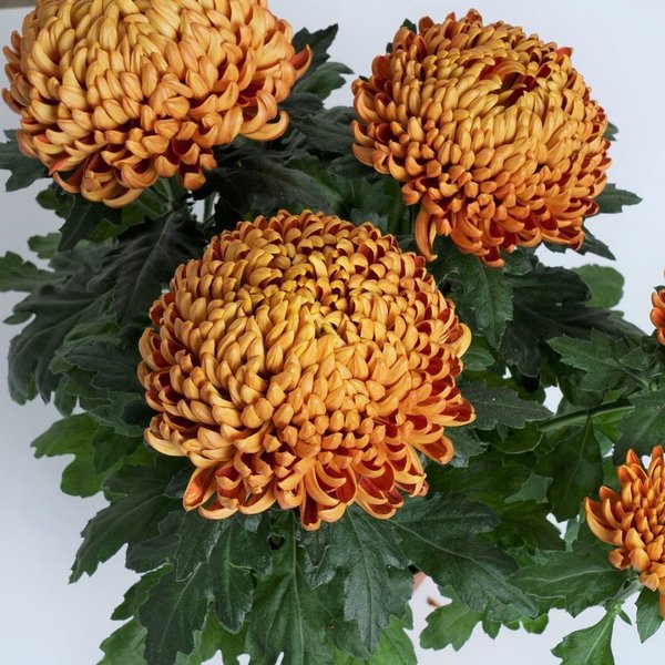 Deko-Chrysanthemen